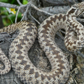 Vipera berus