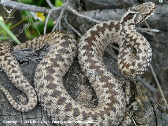 Vipera berus