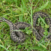 Vipera berus