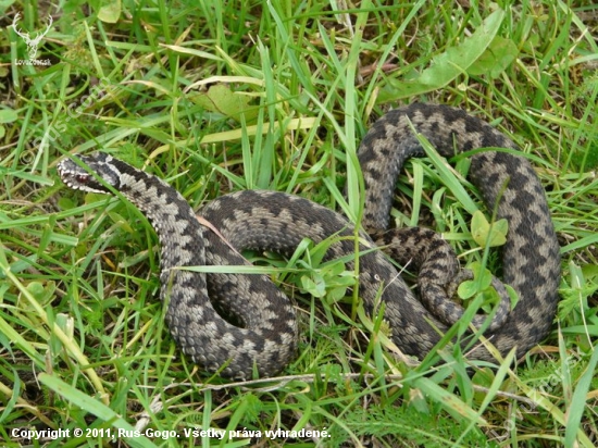 Vipera berus