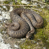 Vipera berus