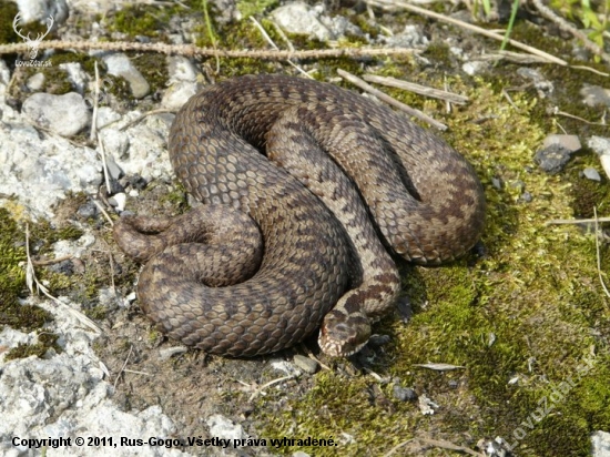 Vipera berus