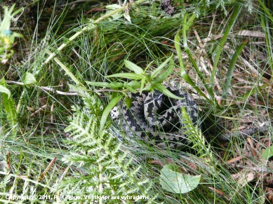 Vipera berus