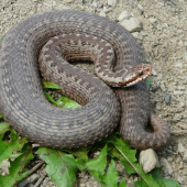 Vipera berus