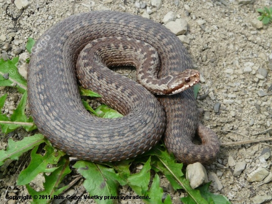 Vipera berus