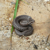 Vipera berus