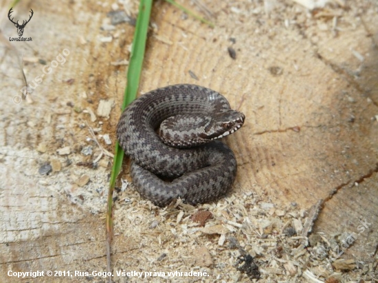 Vipera berus