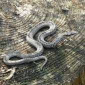 Vipera berus