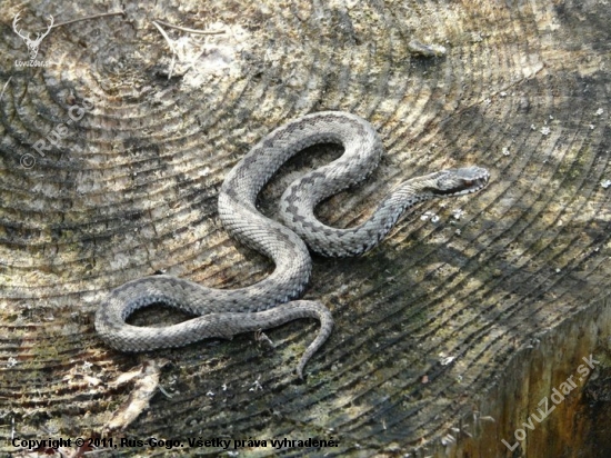 Vipera berus