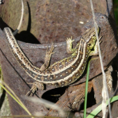 Lacerta agilis