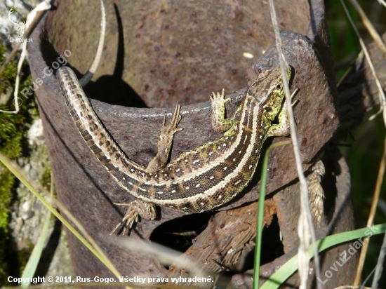 Lacerta agilis