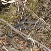 Vipera berus