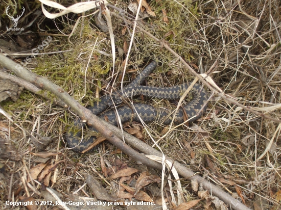 Vipera berus