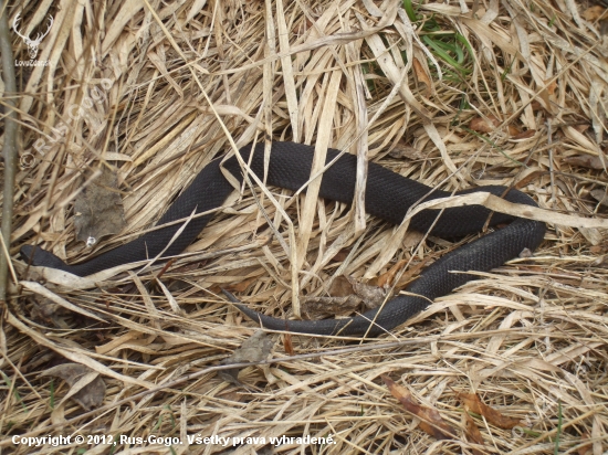 Vipera berus