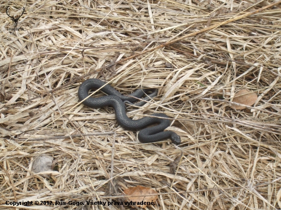 Vipera berus