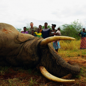 Zimbabwe Chirundu PAC Elefant