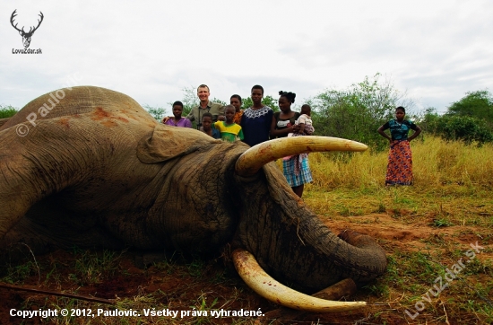 Zimbabwe Chirundu PAC Elefant