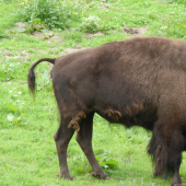 bison-deformacia