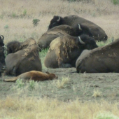 american buffalo -nap nap