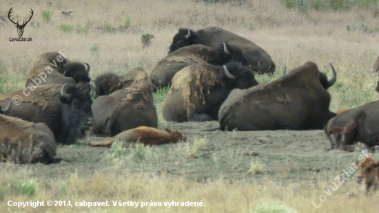 american buffalo -nap nap