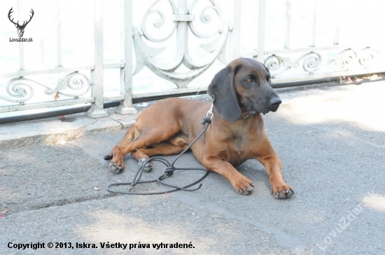 Európsky víťaz mladých Atrey Karpatia Lindenbach