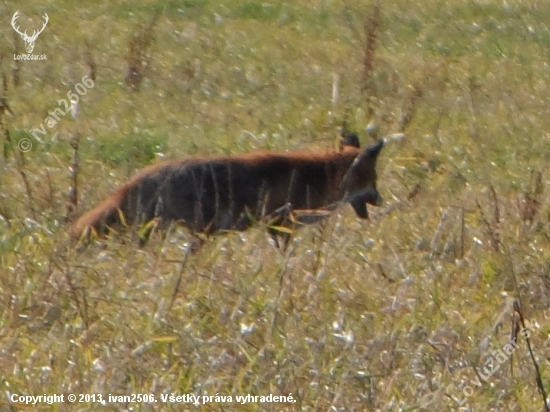 niečo z minuleho roka..(Vulpes Vulpes)