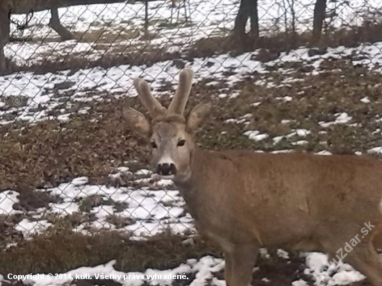 čo poviete nanho bude dačo sneho