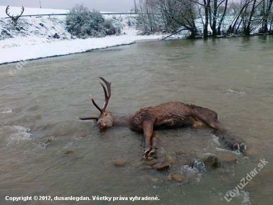 uštvany od vlkov