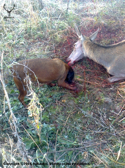 dnešná ranná dohľadávka - v hlavnej úlohe KARA JAZVINY