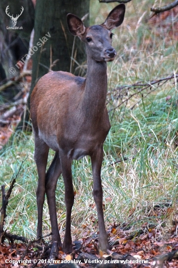 Laňka