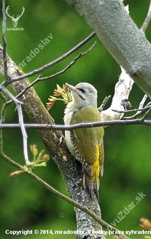 Žlna Sivá- Picus canus