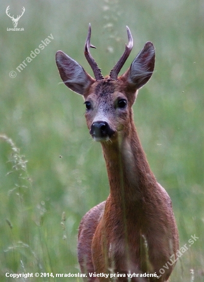 Srnec Lesný (Capreolus capreolus)