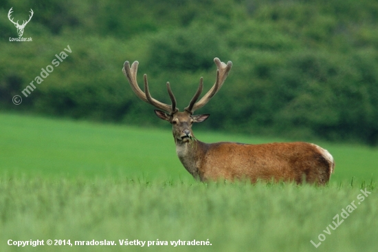 Jeleň lesný (Cervus elaphus)