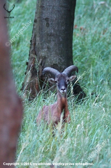 Muflón lesný (Ovis musimon)