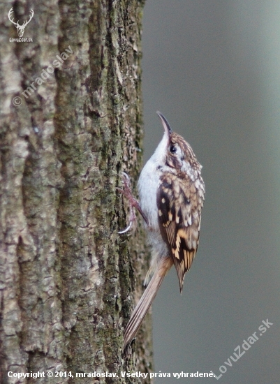 Kôrovník dlhoprstý ( Certhia familiaris)