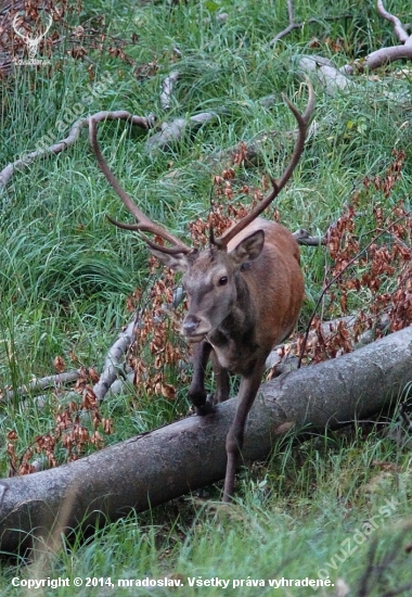 Jeleň