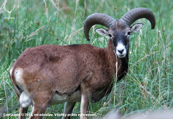 Muflón lesný (Ovis musimon)