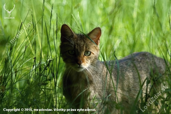 Mačka divá (Felis silvestris)