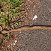 Vretenica obyčajná cca65cm