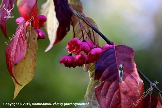 Bršlen európsky (Euonymus europaeus)