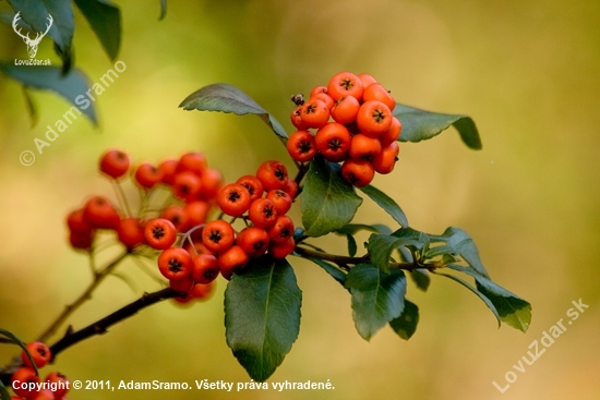 Hlohyňa šarlatová /Pyracantha coccinea /