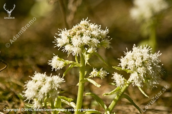 Deväťsil Biely /Petasites albus/