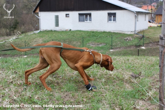 trenujeme na SVS