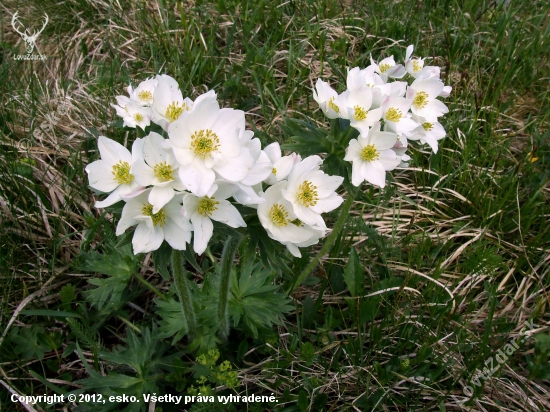 Veternica narcisokvetá