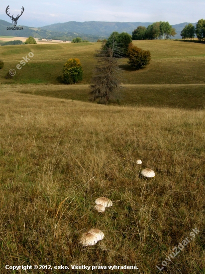 Povraznícke lúky