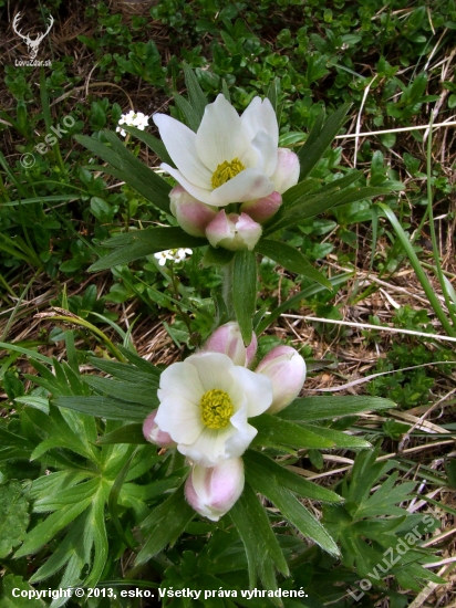 veternica narcisokvetá