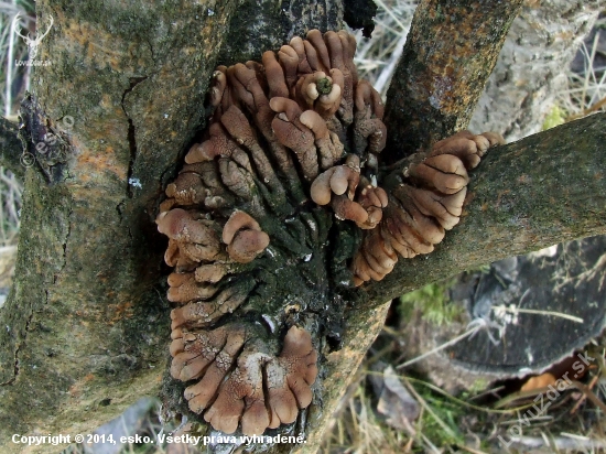 Hypocreopsis lichenoides