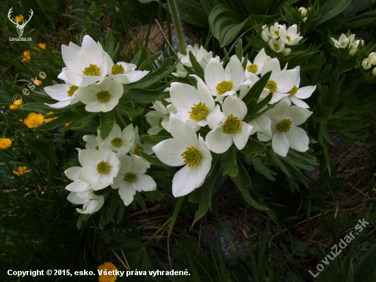 veternica narcisokvetá