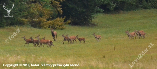 Ruja v pohybe