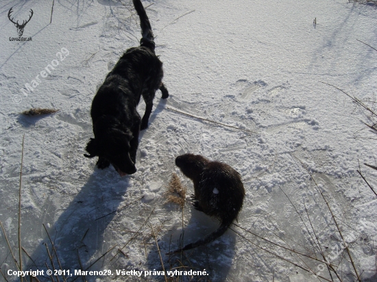 Andy vs Nutria